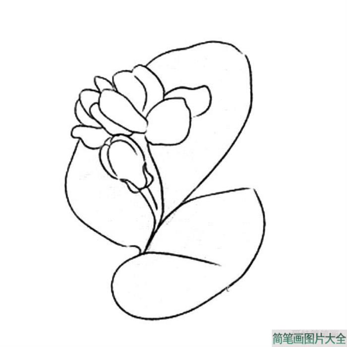 茉莉花之简笔画