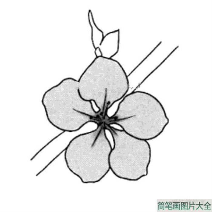 春天之花朵桃花简笔画