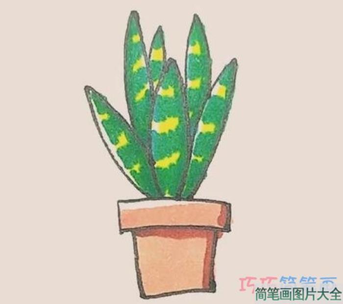 彩色虎皮兰简笔画