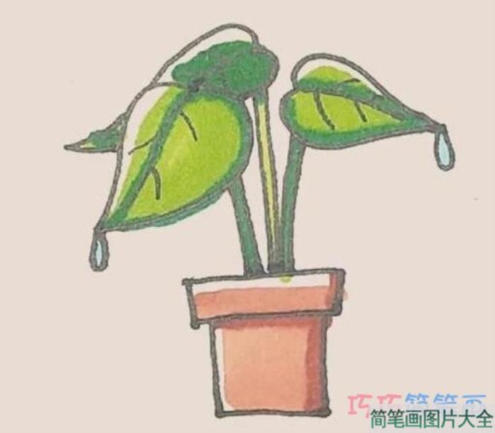 滴水观音盆栽简笔画