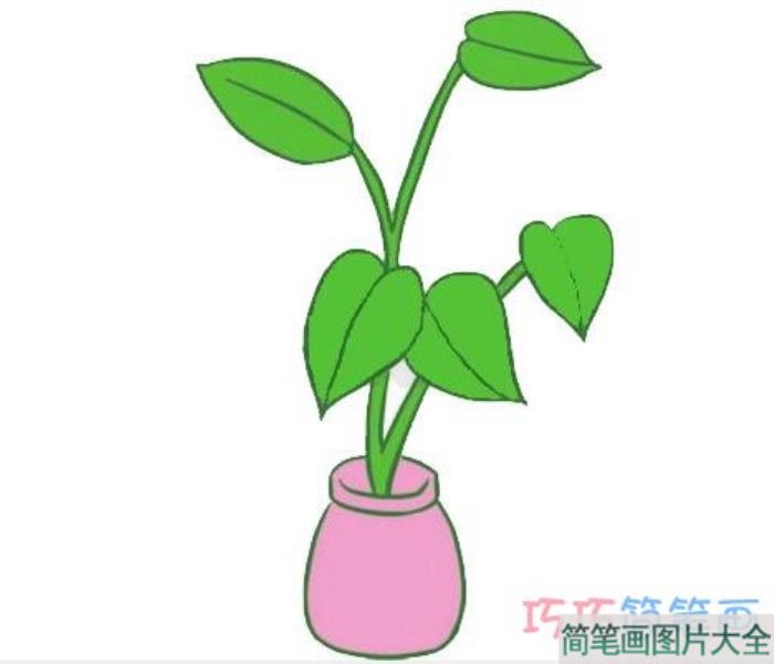 绿萝植物的画法