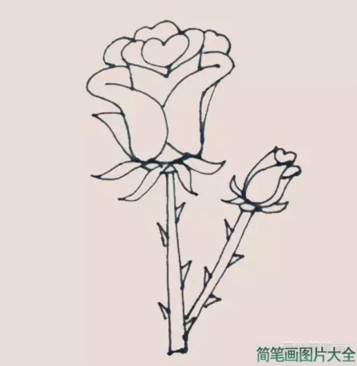 玫瑰花简笔画  第9张