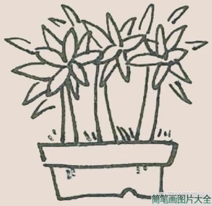 盆栽简笔画  第4张