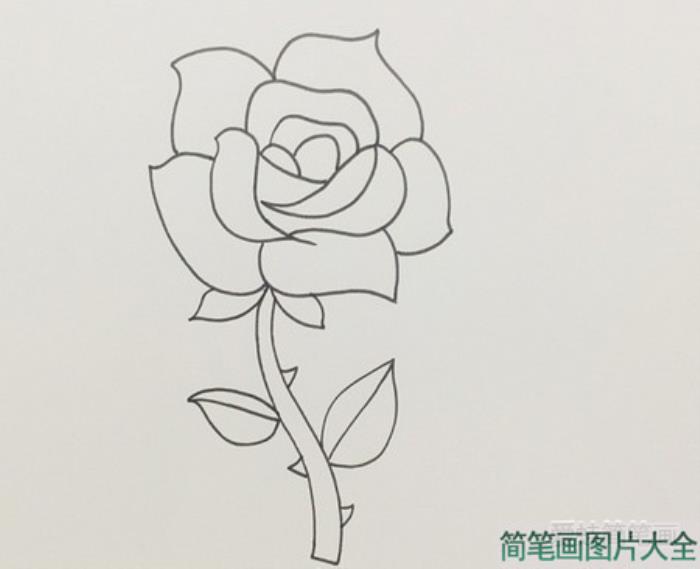 盛开的玫瑰花简笔画  第3张