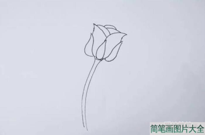 玫瑰花怎么画  第4张