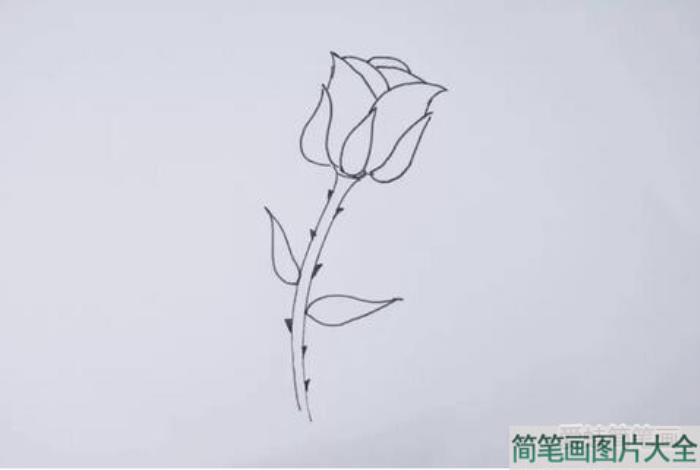 玫瑰花怎么画  第5张