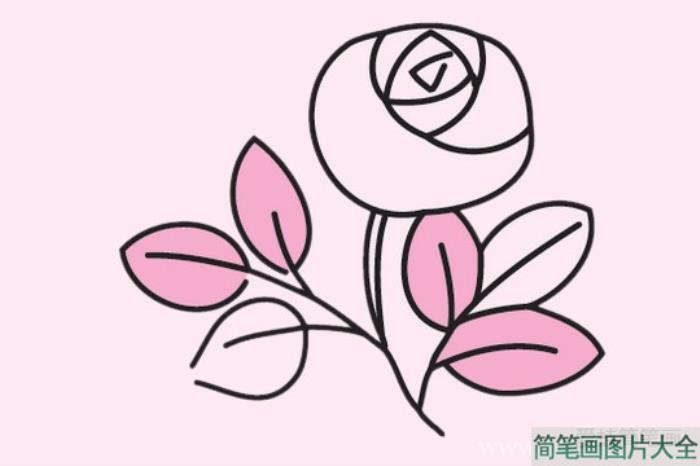 玫瑰花简笔画图片大全  第4张