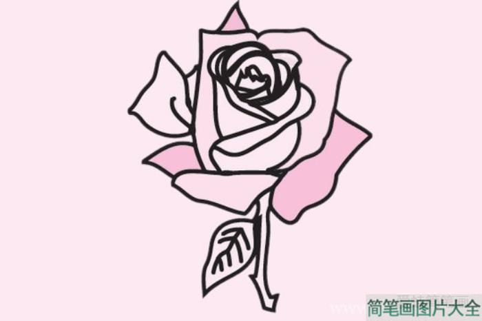 玫瑰花简笔画图片大全  第5张