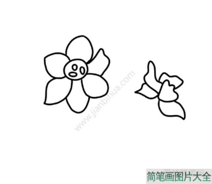 素雅的水仙花简笔画  第2张