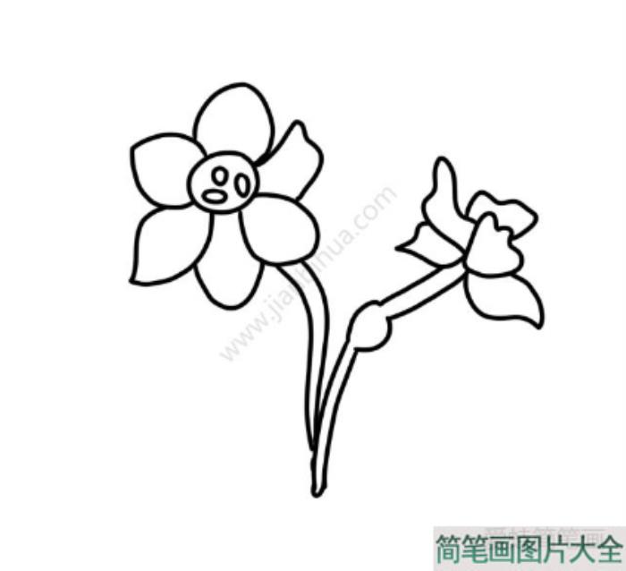 素雅的水仙花简笔画  第3张