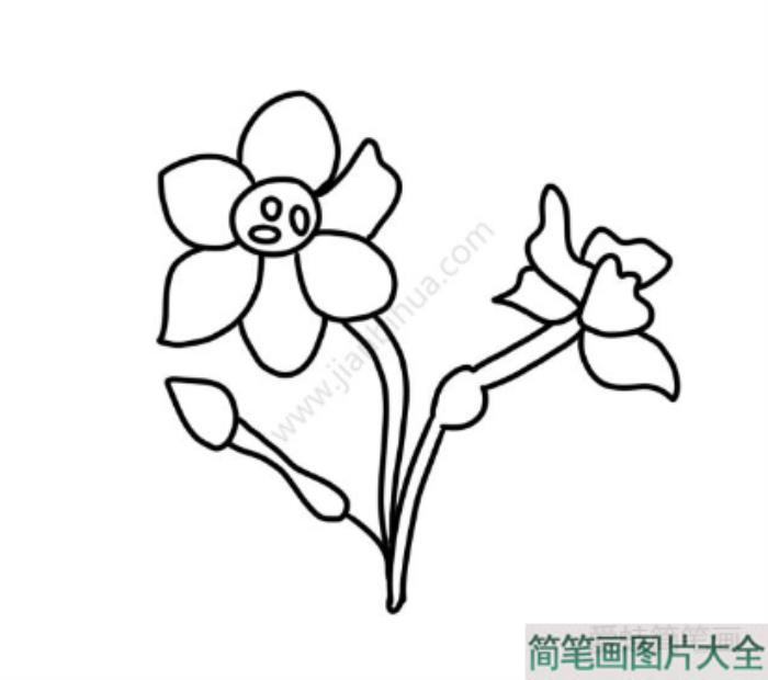 素雅的水仙花简笔画  第4张