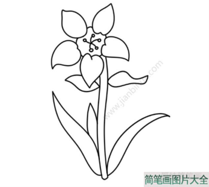 漂亮的水仙花简笔画  第2张