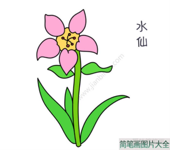 漂亮的水仙花简笔画  第3张