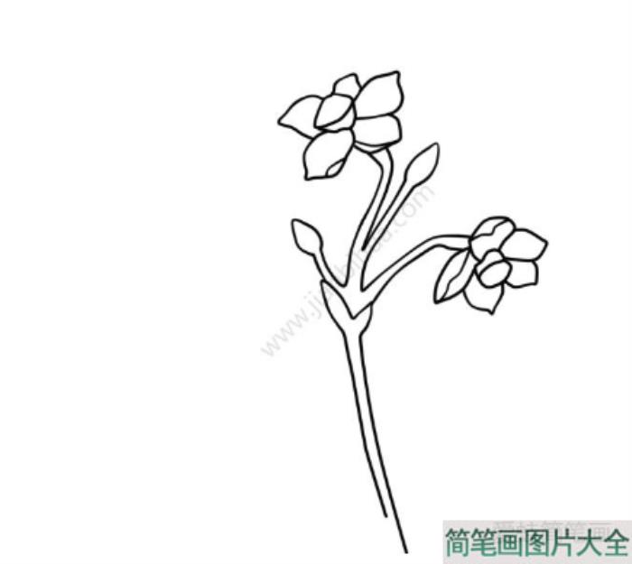 美丽的水仙花简笔画  第2张