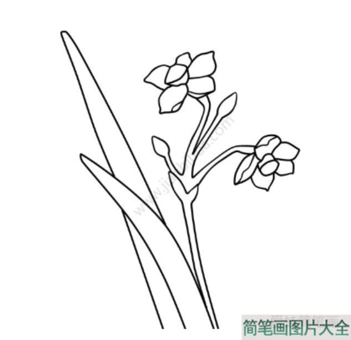 美丽的水仙花简笔画  第3张