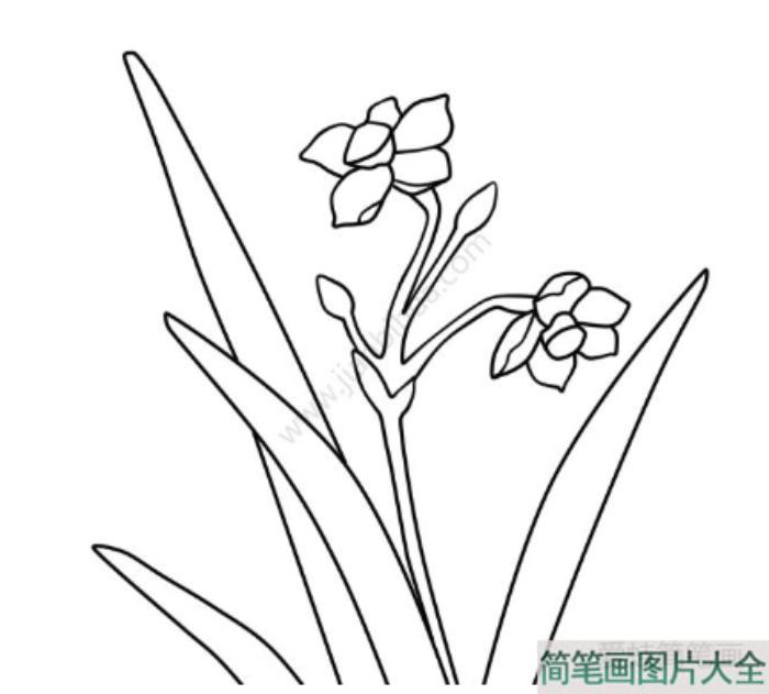 美丽的水仙花简笔画  第4张