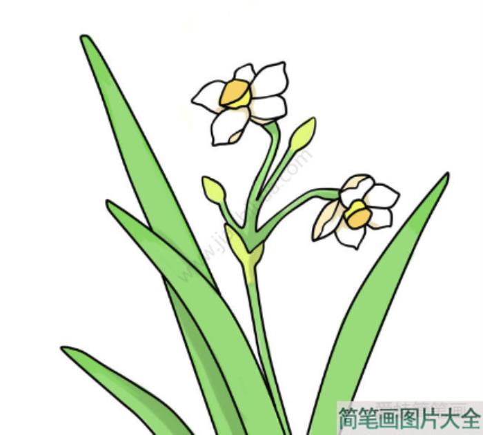 美丽的水仙花简笔画  第5张