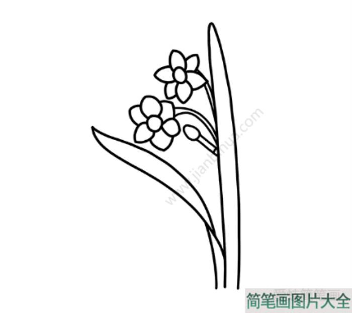 水仙花简笔画  第4张