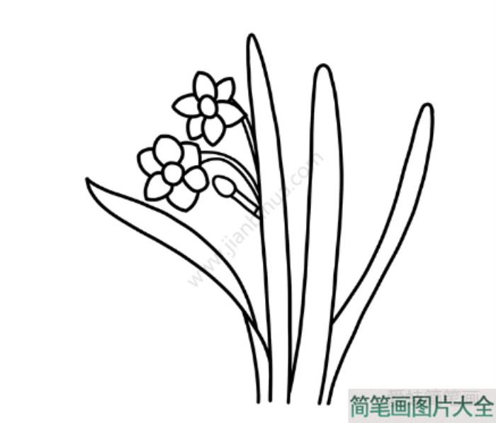 水仙花简笔画  第5张