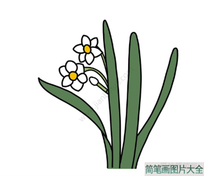 水仙花简笔画  第6张