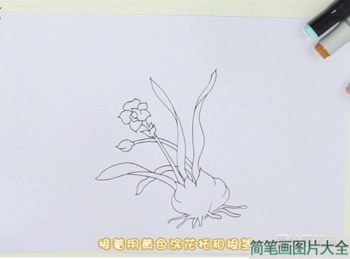 水仙花怎么画  第2张