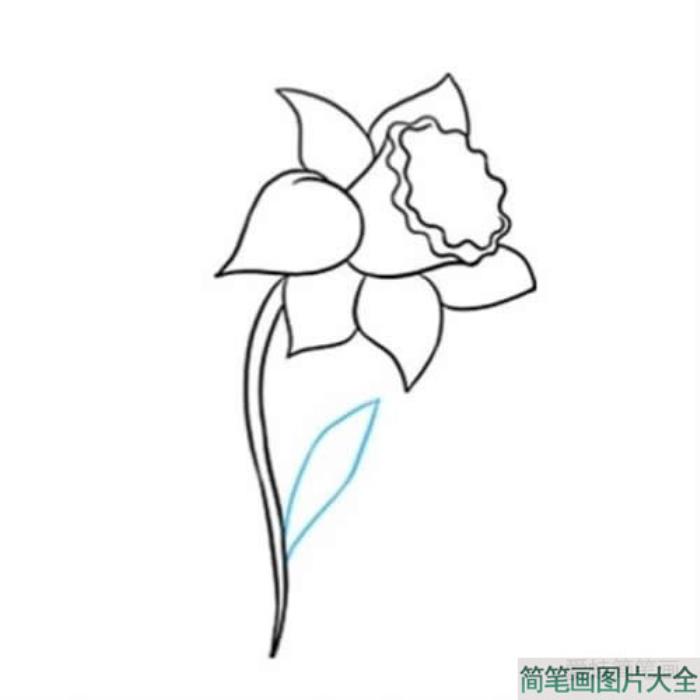 一朵黄水仙花简笔画  第6张