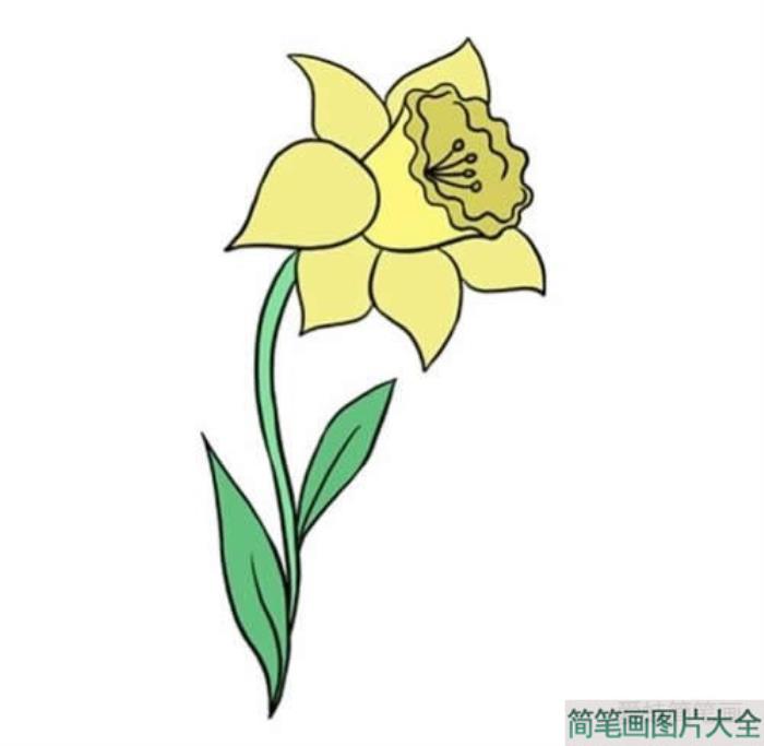 一朵黄水仙花简笔画  第9张