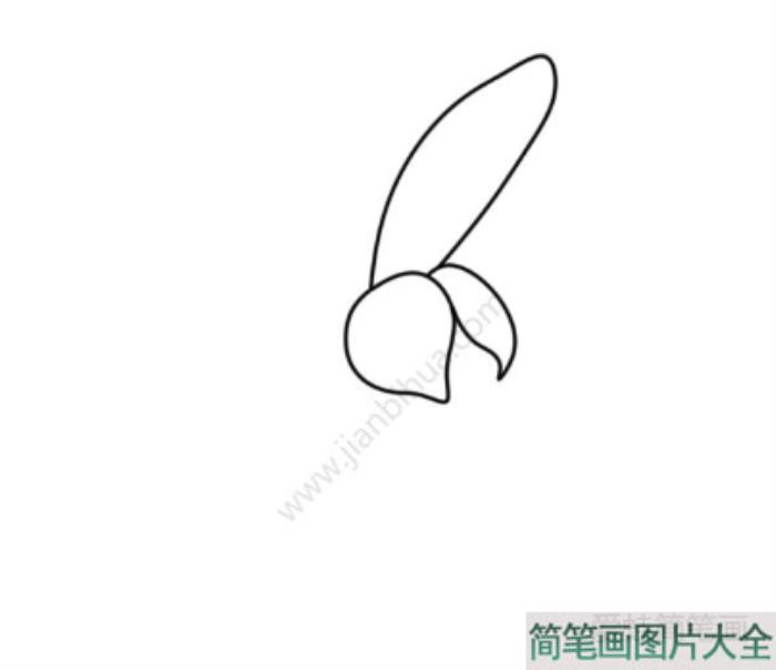 兰花简笔画