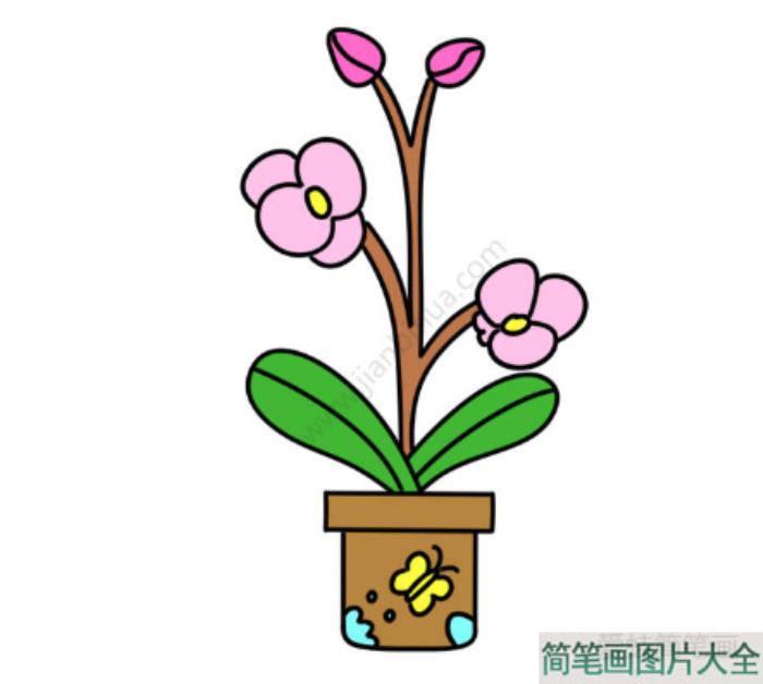 兰花盆栽简笔画图片  第2张