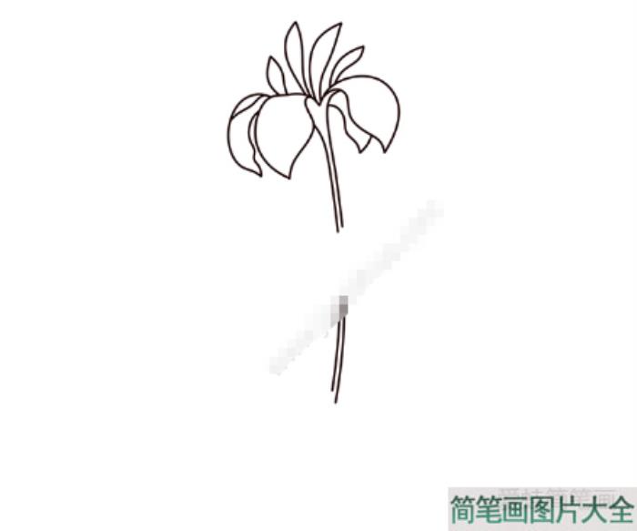 漂亮的兰花简笔画图片  第2张