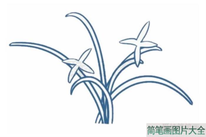 盆栽兰花简笔画  第2张