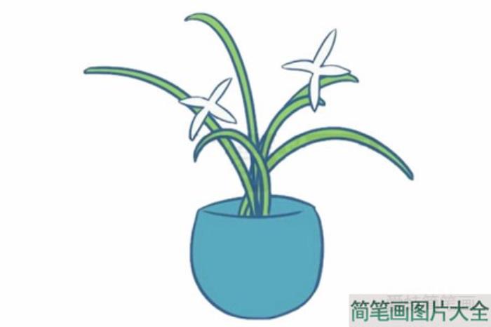 盆栽兰花简笔画  第4张