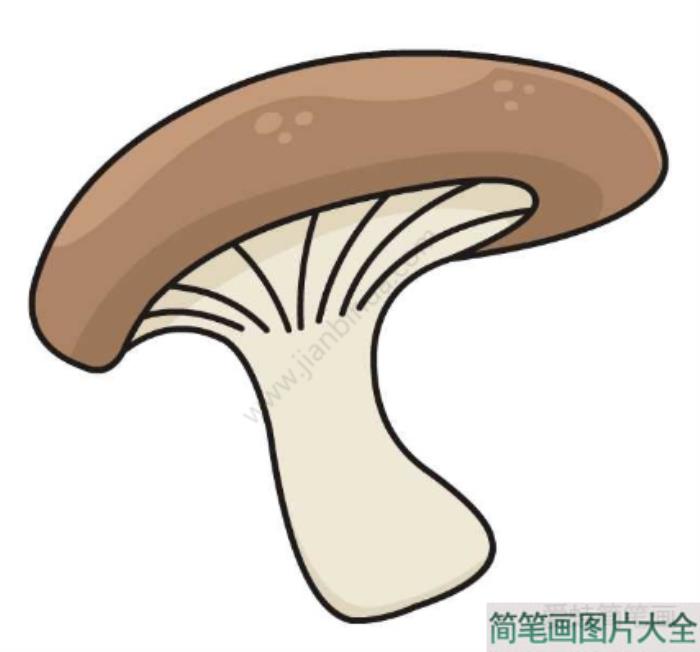 平菇简笔画教程  第4张