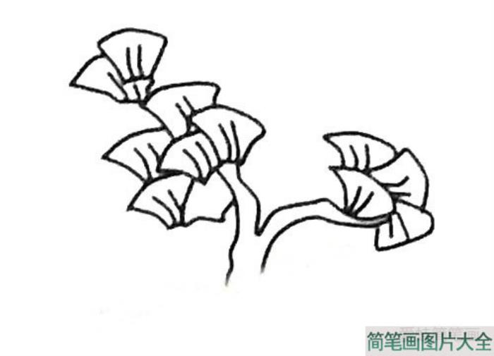 银杏树简笔画  第3张