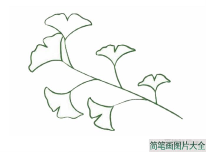 银杏树简笔画  第3张