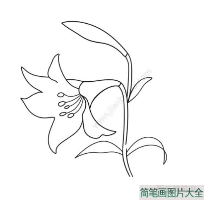 漂亮的百合花简笔画  第2张