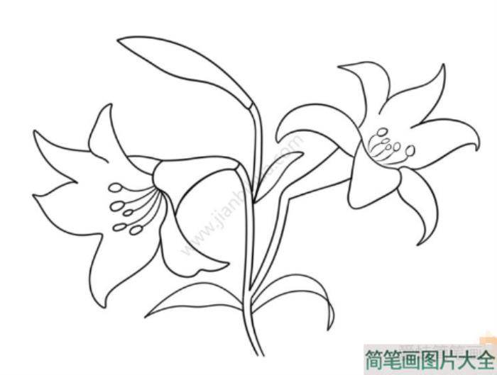 漂亮的百合花简笔画  第3张