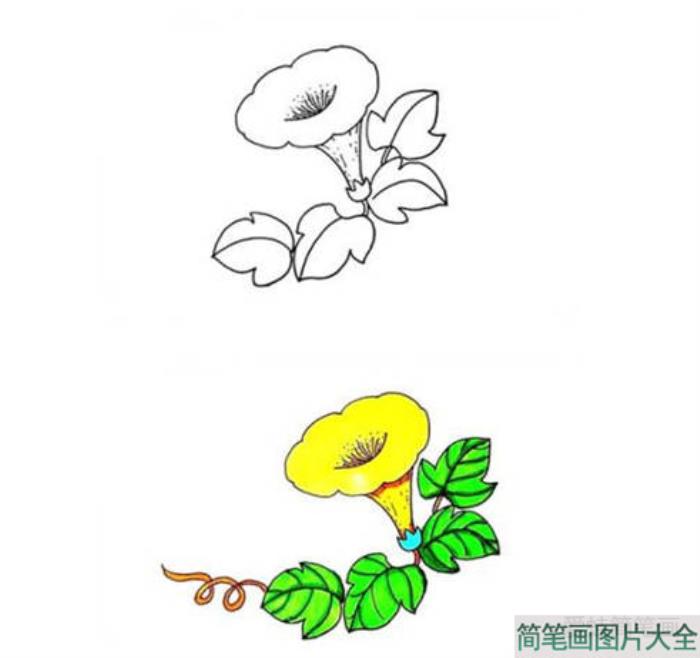 彩色喇叭花简笔画  第2张