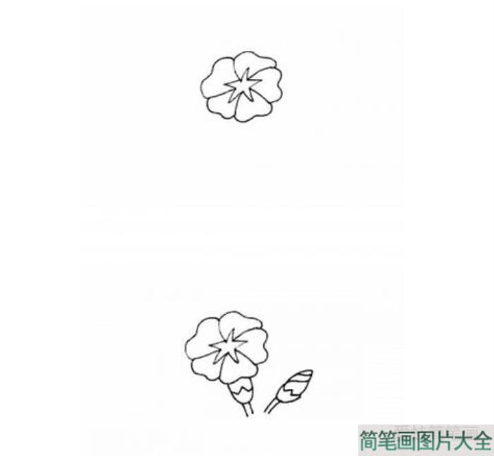 彩色牵牛花简笔画  第2张