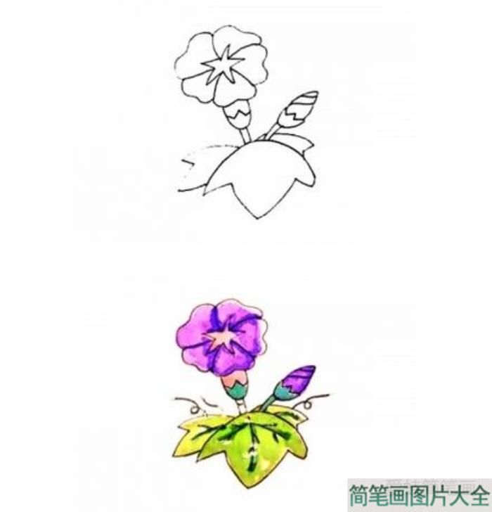 彩色牵牛花简笔画  第3张