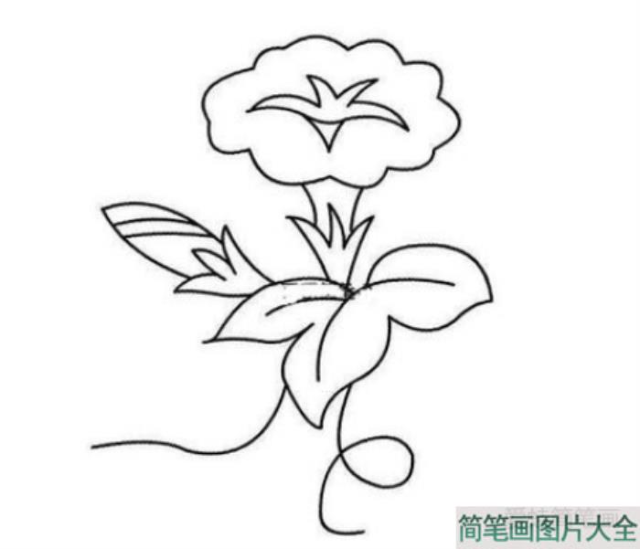 牵牛花简笔画  第2张