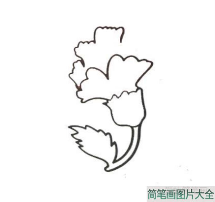 康乃馨简笔画  第3张