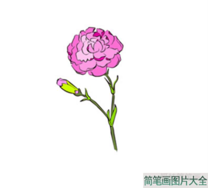 康乃馨的画法  第4张