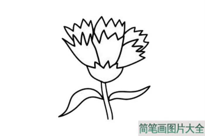 康乃馨简笔画图片大全  第2张