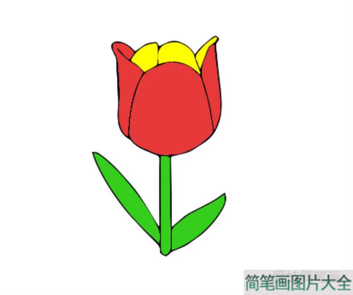 郁金香简笔画怎么画  第4张