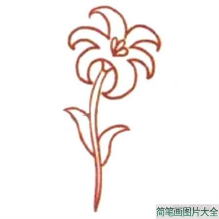 Q版波斯菊简笔画教程  第3张