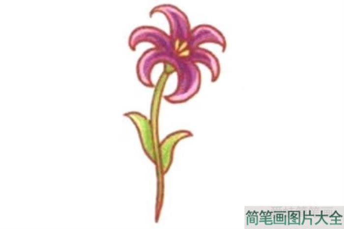 Q版波斯菊简笔画教程  第4张