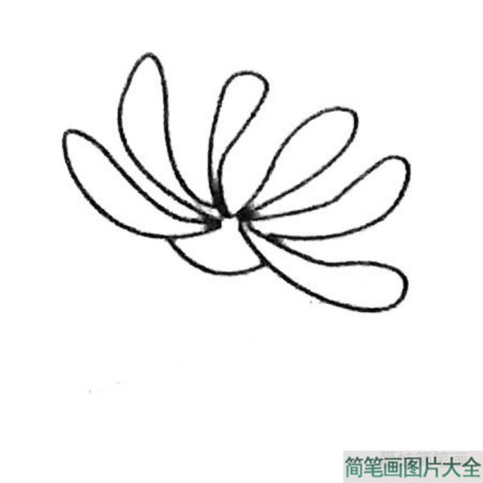 菊花简笔画  第2张