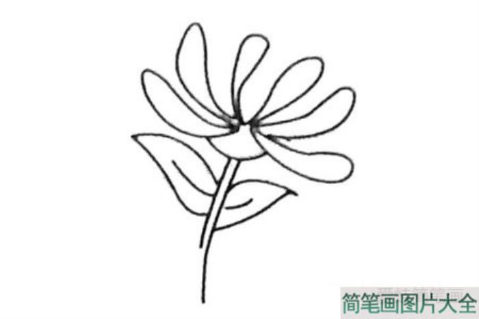 菊花简笔画  第3张