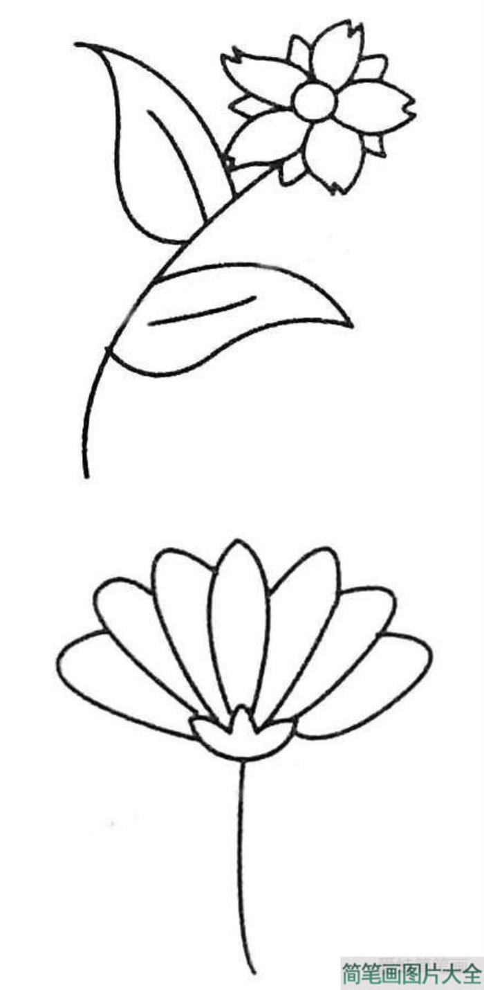 野菊花简笔画